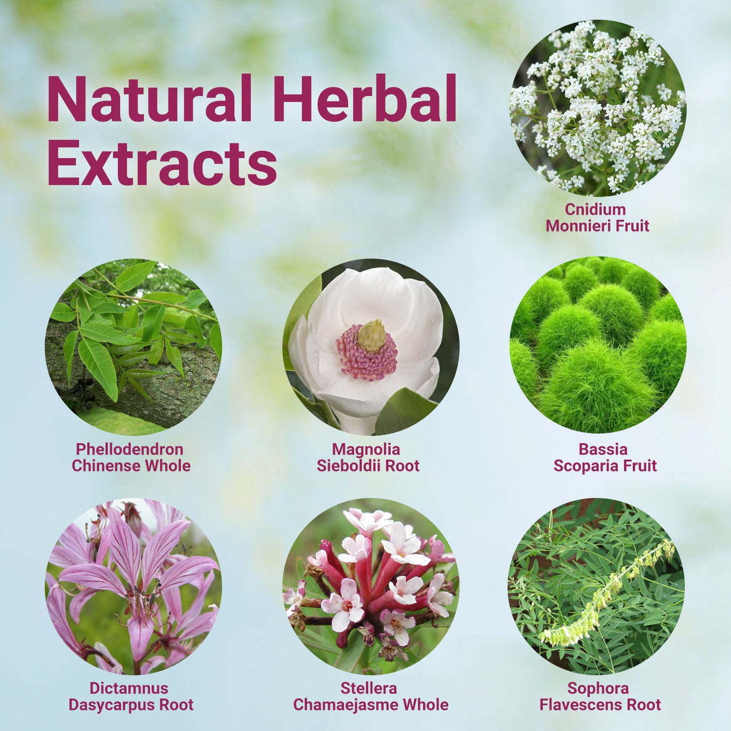 ishancare Seborrheic Dermatitis Cream, Maximum Strength Treatment for Psoriasis, Folliculitis, Dermatitis, Dandruff, Fast Relief for Itching, Redness, Irritation, Scaling, 3.53 Oz